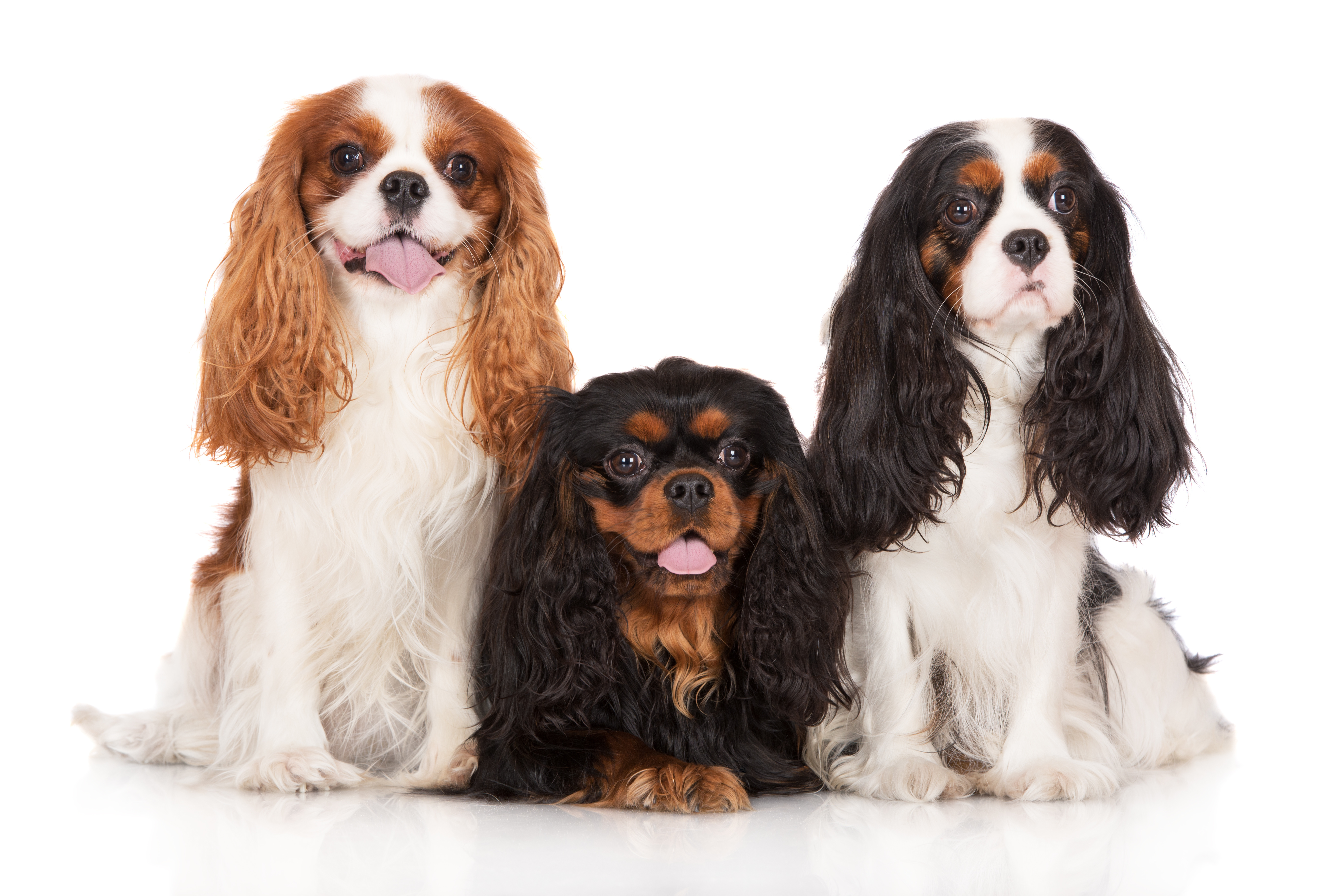 James Troyer professional dog breeder family